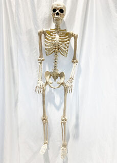 Skeleton Plastic (H: 1.6m)