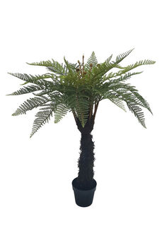 Potted Punga Fern (H: 1.2m)