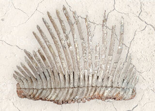 Dinosaur Rib Bone (L: 85cm x H: 70cm)