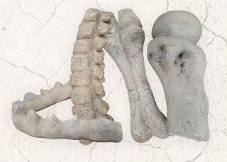 Dinosaur Bones Large Assorted (80 - 135cm)
