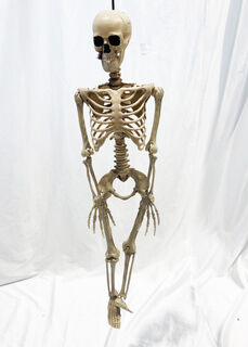 Skeleton Small Hanging  (90cm)