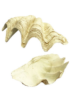 Clam Shell Large (H: 30cm x L: 94cm x W: 60cm)
