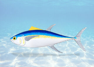 Mounted Yellow Fin Tuna Fish (H: 0.5m x L: 1.4m x D: 0.5m)