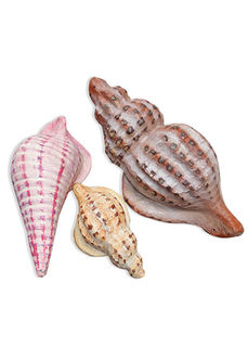 Shells Paper Mache Assorted (L: 30-60cm)