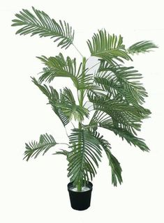 Palm Tree Areca  1.6m