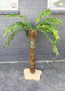 Tree Phoenix Palm Medium (H: 1.6m)