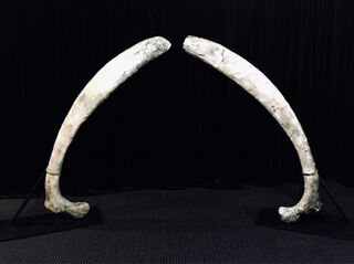 Giant Dino Ribs on stand (H: 2m)