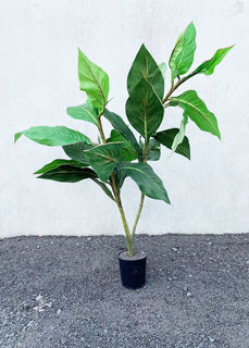 Rubber Plant