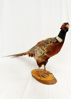 Stuffed Pheasant Bird (H: 42cm x L: 70cm x W: 20cm)