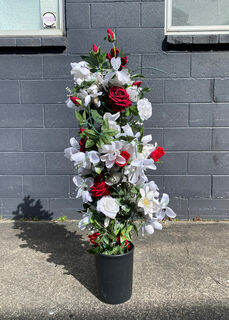White & Red Rose Bushes