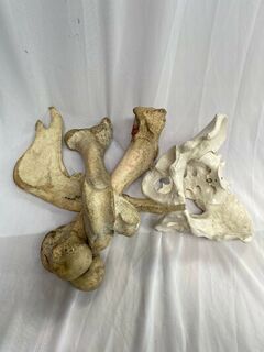Human Bone Large Assorted (20-45cm)