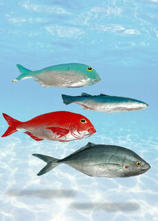 Plastic Fish Assorted (L: 37cm)