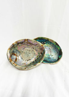 Paua Shells