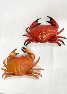Crabs Medium (W: 35cm)
