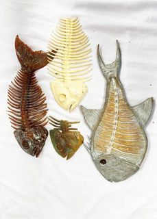 Fish Skeleton/Bones Assorted