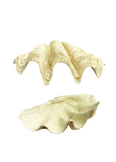 Clam Shell Small (W: 67cm x D: 50cm x H: 17cm)