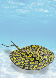 Stingray (W: 44cm)