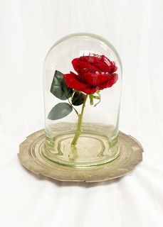 Beauty and the Beast Rose