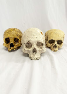Human Skulls Assorted