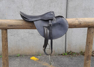 Saddle Black