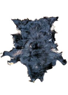 Boar Skin #4