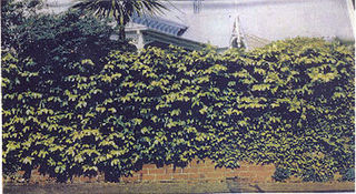 Ivy Brick Wall Backdrop (W: 6m x H: 4m)