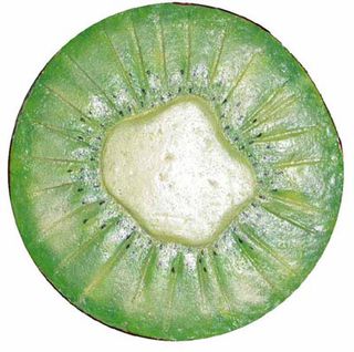 Kiwi Fruit Slice Giant (D64cm)