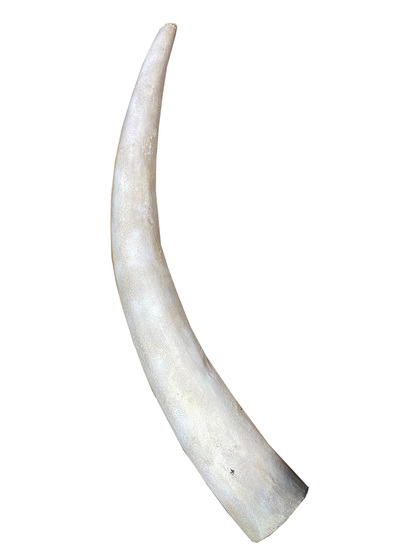 Elephant Tusks (L: 1.2m)