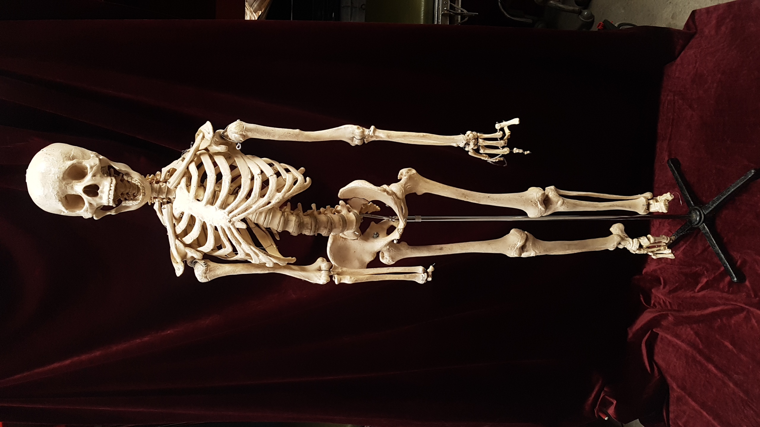 Skeleton Medical Large With Stand (H: 175cm)