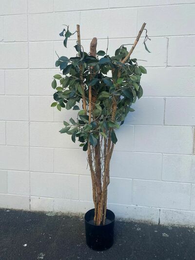 Ficus Tree wooden stem (H: 1.4m)