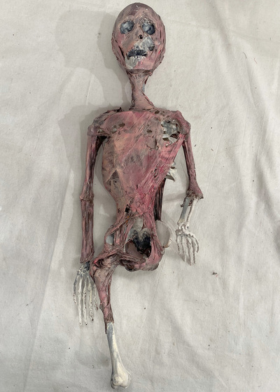 Decomposing Skeleton Small (H: 50cm x W: 15cm)