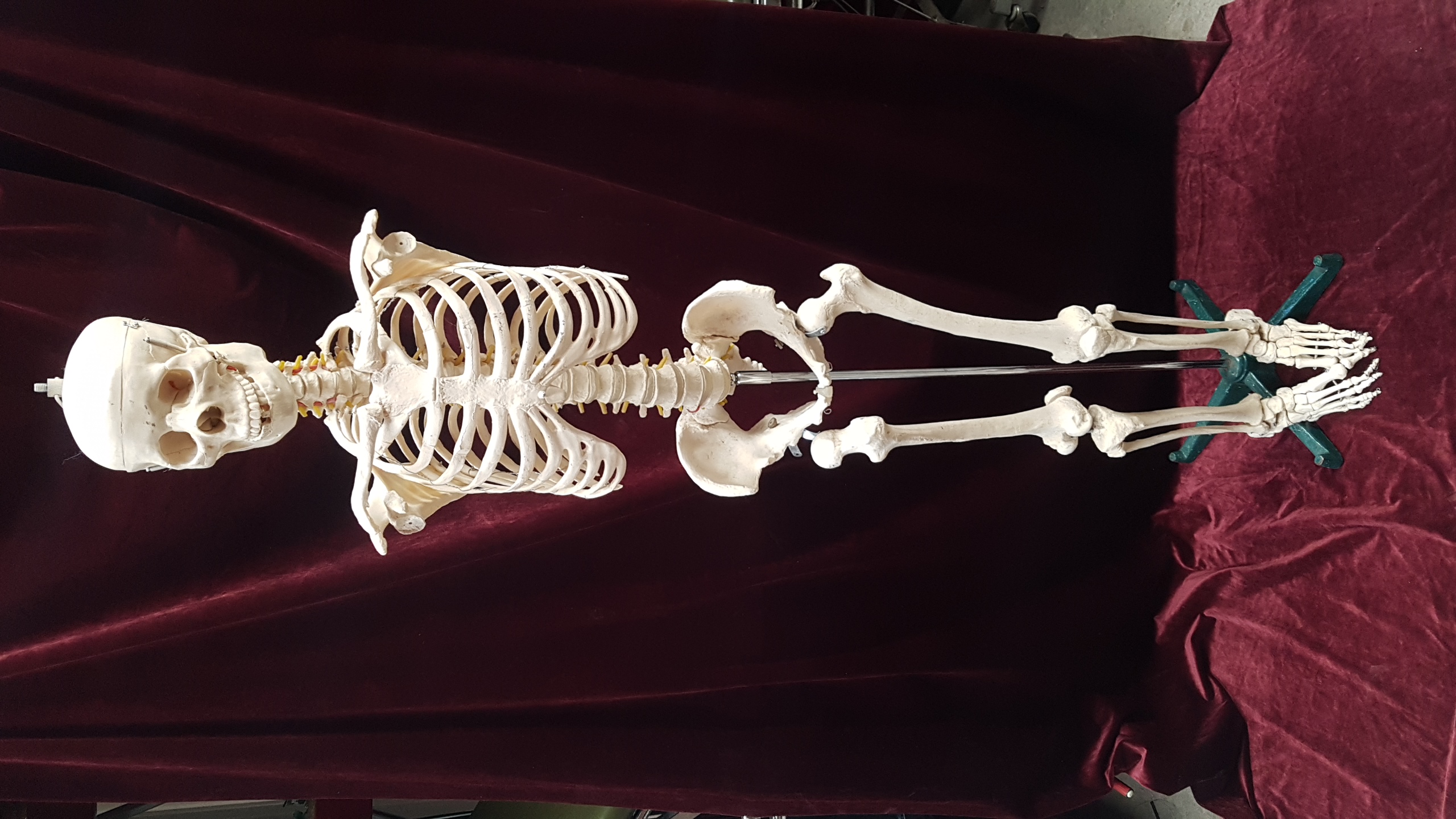 Skeleton Medical Large No Arms (H: 1.8m)