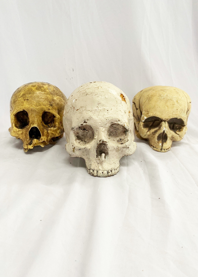 Human Skulls Assorted 