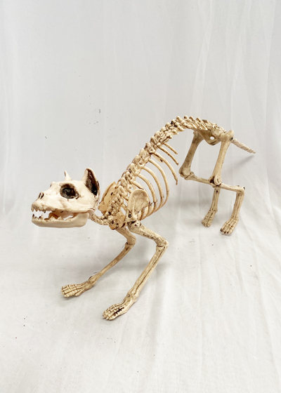 Cat - Skeleton (H: 26cm x L: 60cm x W: 10cm) 
