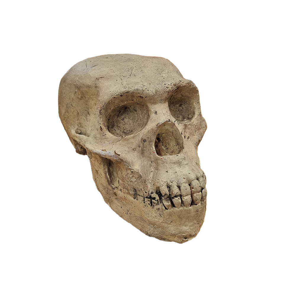 Animal Skulls: Ape / Monkey - Foam (H: 16cm x L: 25cm x W: 17cm)