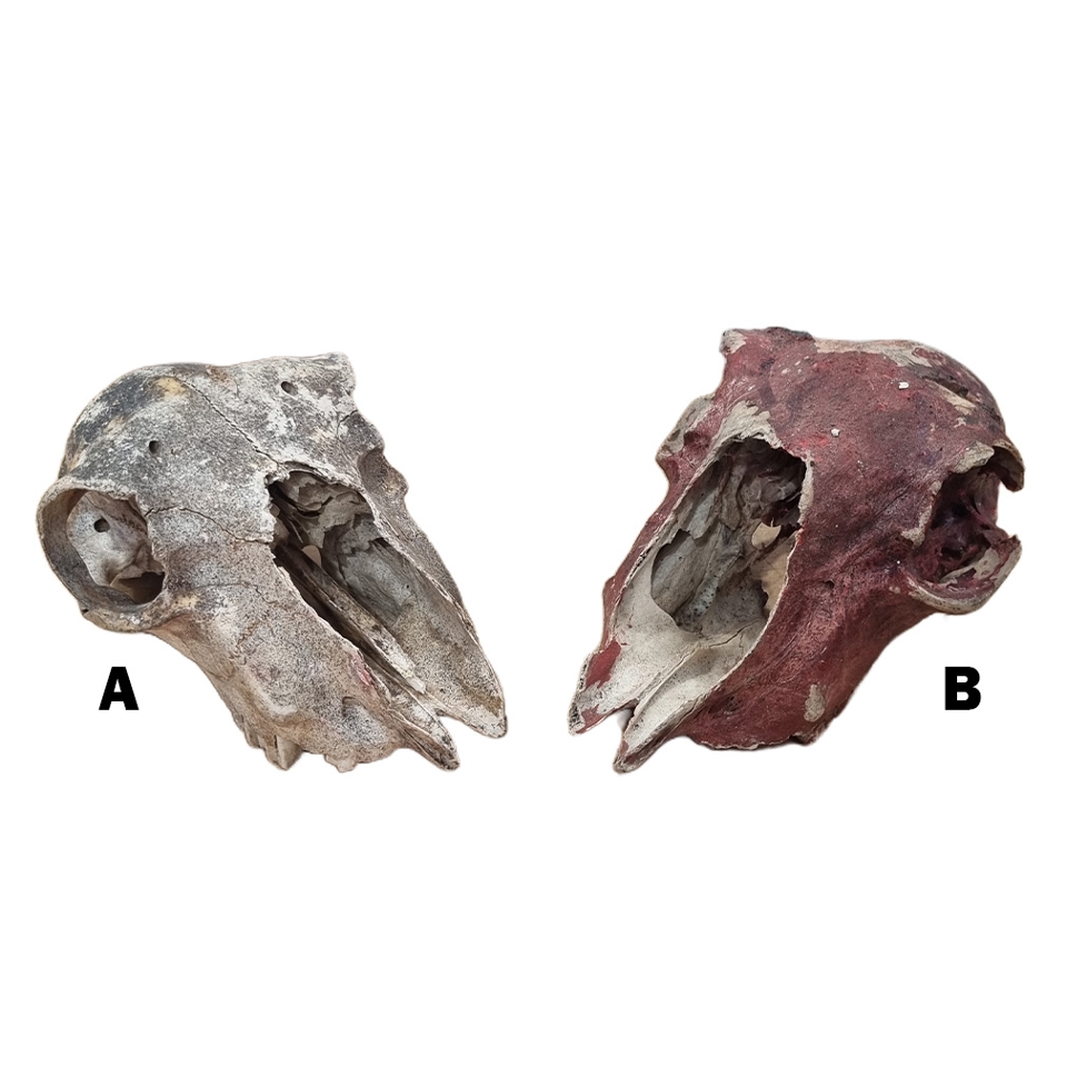 Animal Skulls: Small Animal - Real Assorted (no horns)