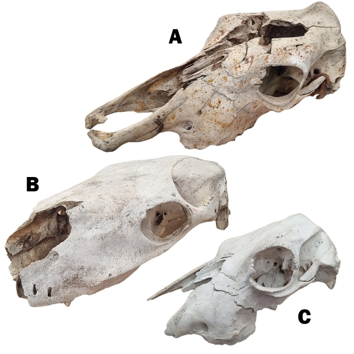 Animal Skulls: Horse / Cow - Real Assorted