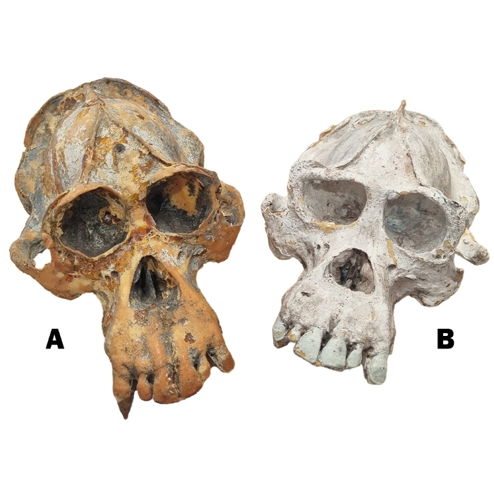 Animal Skulls: Monkey / Baboon - Foam (H: 13cm x L: 25cm x W: 16cm)