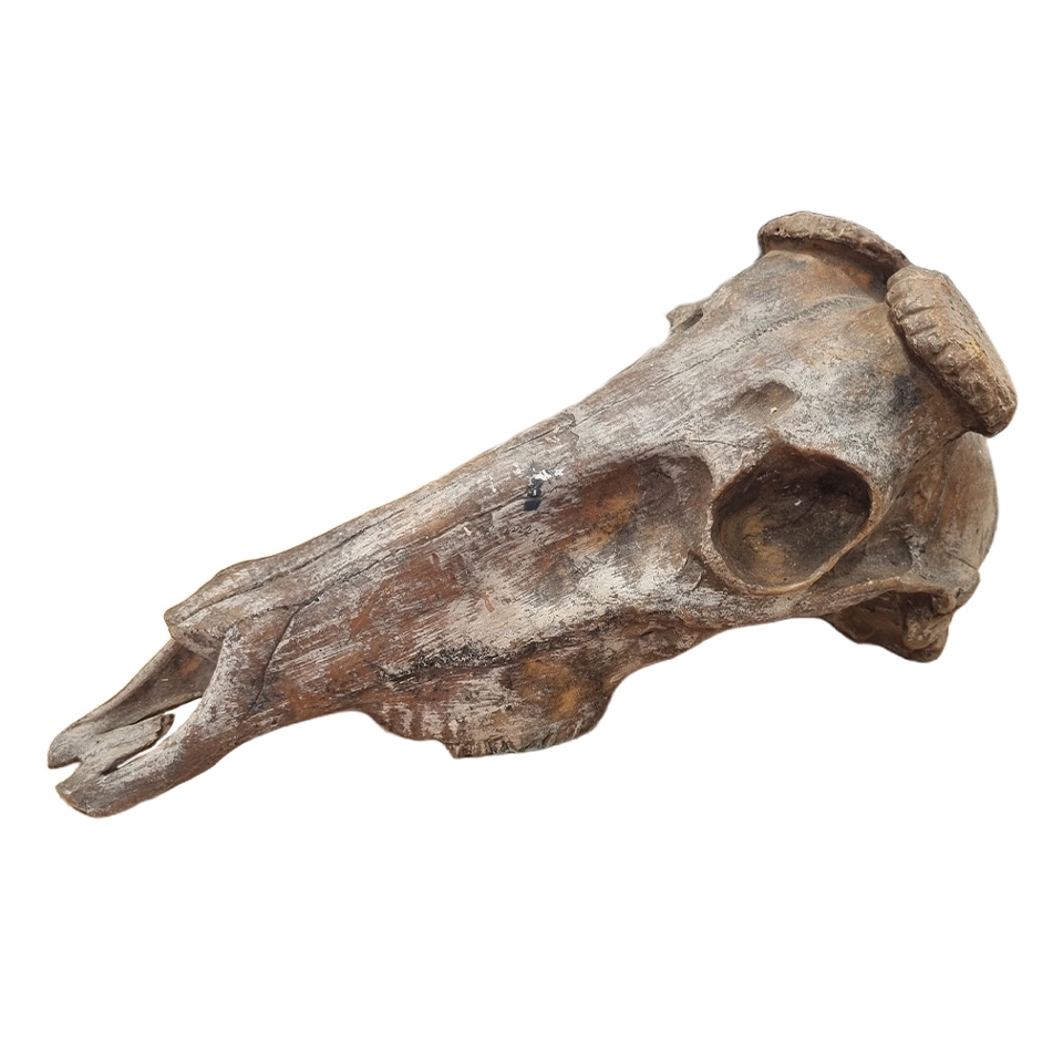 Animal Skulls: Deer / Stag w/out Horns  - Foam (H: 19cm x L: 40cm x W: 14cm)