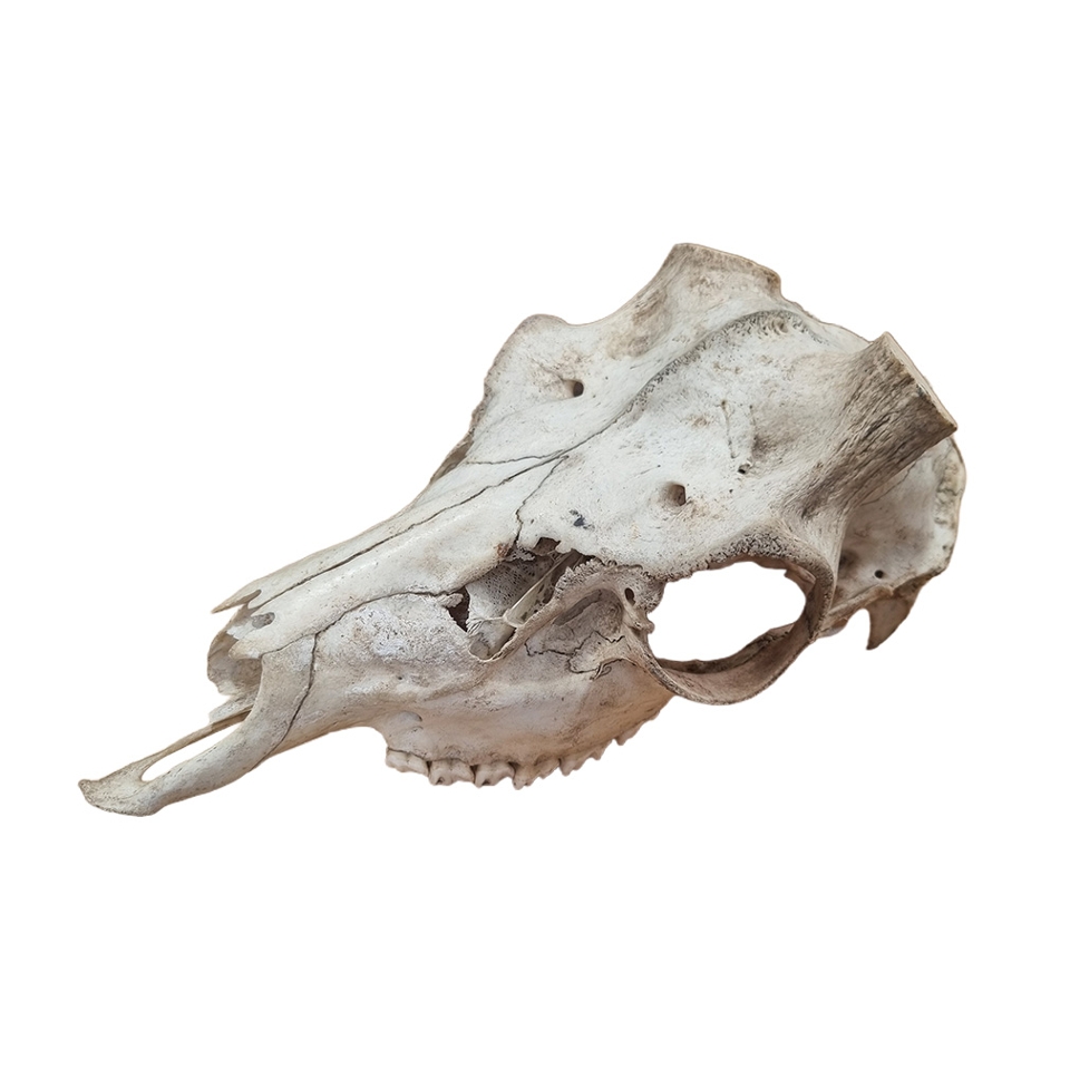 Animal Skulls: Medium Animal - Real - Sawn Off Horns (H: 13cm x L: 28cm x W: 13cm)