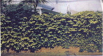 Ivy Brick Wall (W: 6m x H: 4m)