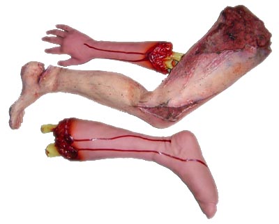 Body Parts Limbs