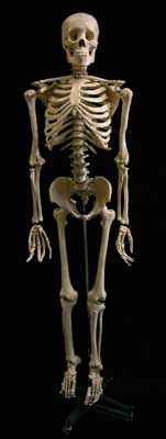 Skeleton Medical Large w Stand (H175cm)