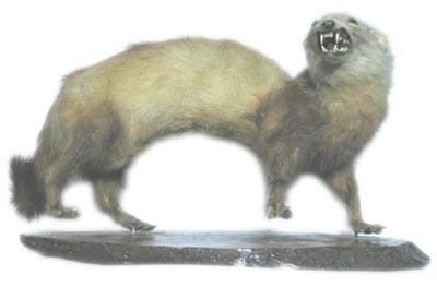 stuffed ferret