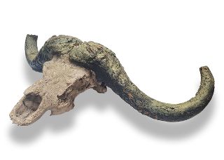 Cow / Bison Skull - Foam (W: 1.1m H: 0.6m)