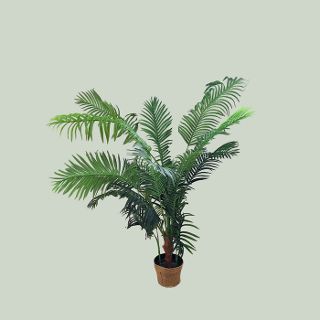 Hawaiian Palm Tree Potted (H: 1.5m)