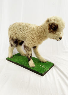 Taxidermy / Stuffed Lamb Standing (H: 37cm x L: 50cm) WORN