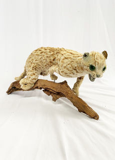 Taxidermy / Stuffed Wild Cat on Branch (H: 27cm W: 56cm)