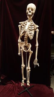 Skeleton Medical Large With Stand (H: 175cm)