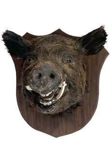 Taxidermy Boars Head Mounted (H0.4m x W0.4m x L0.5m)